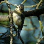 20220712 Blaumeise 02 DSC09914.jpg